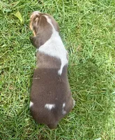 Mr Blue, a male Beagle for sale in Breckenridge, MI – 6 of 7