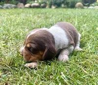 Mr Green, a male Beagle for sale in Breckenridge, MI – 7 of 7