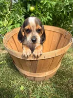 Riot, a male Beagle for sale in Breckenridge, MI – 7 of 10