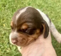 Mr Blue, a male Beagle for sale in Breckenridge, MI – 5 of 7