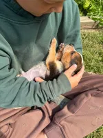 Riot, a male Beagle for sale in Breckenridge, MI – 3 of 10