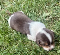 Miss purple, a female Beagle for sale in Breckenridge, MI – 3 of 7