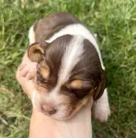 Miss purple, a female Beagle for sale in Breckenridge, MI – 2 of 7