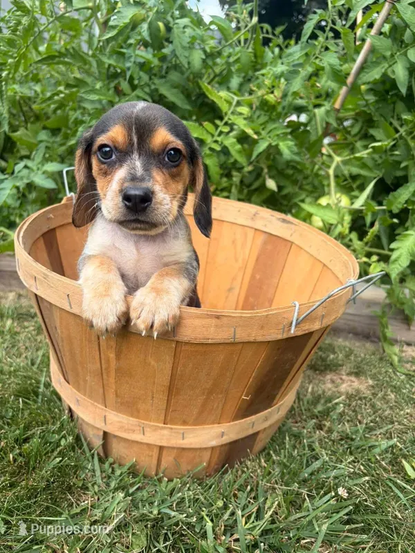 Miss purple – Beagle puppy for sale in Breckenridge, MI