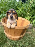 Miss purple, a female Beagle for sale in Breckenridge, MI – 1 of 6