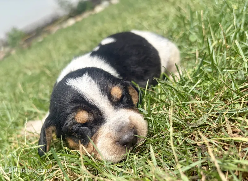 Miss Purple – Beagle puppy for sale in Breckenridge, MI