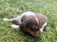 Mr Green, a male Beagle for sale in Breckenridge, MI – 5 of 7