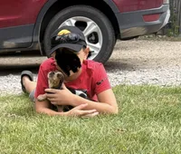 Miss purple, a female Beagle for sale in Breckenridge, MI – 2 of 6