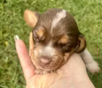 Mr Blue, a male Beagle for sale in Breckenridge, MI – 2 of 7