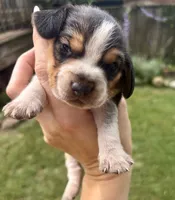 Mr Red, a male Beagle for sale in Breckenridge, MI – 2 of 4