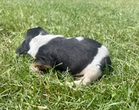 Miss Purple, a female Beagle for sale in Breckenridge, MI – 2 of 6