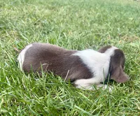Miss purple, a female Beagle for sale in Breckenridge, MI – 6 of 7