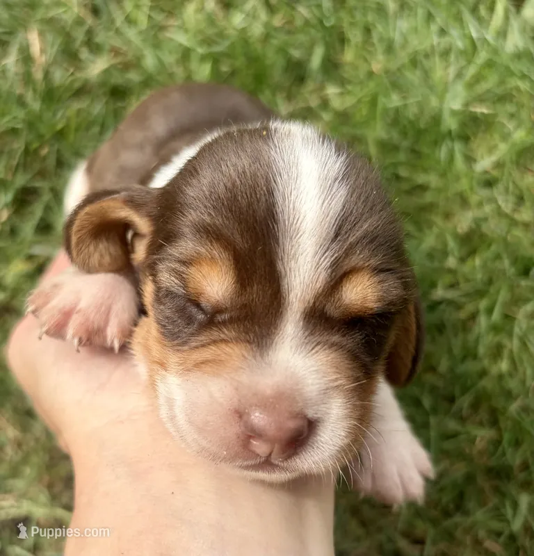 Miss purple – Beagle puppy for sale in Breckenridge, MI