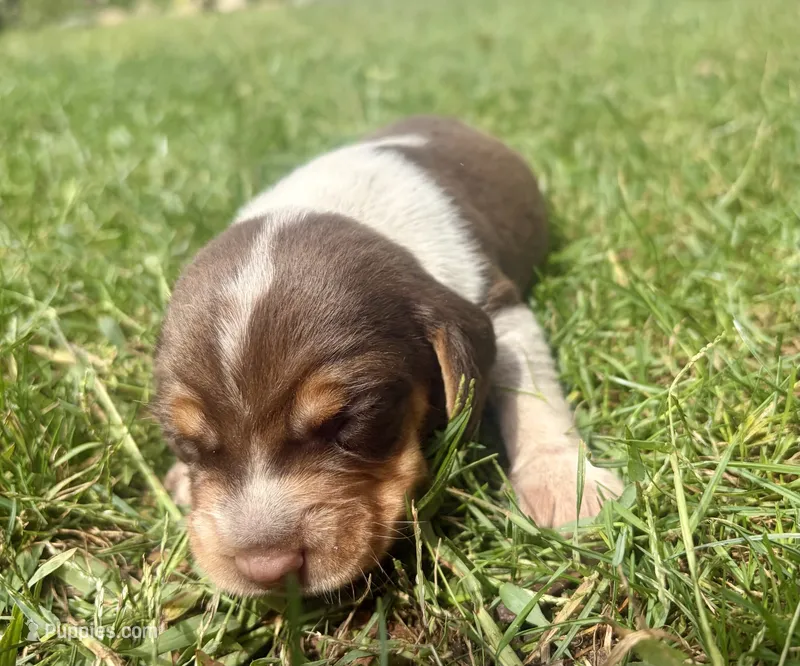 Mr Blue – Beagle puppy for sale in Breckenridge, MI