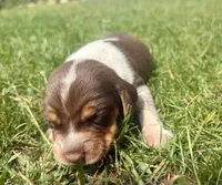 Mr Blue, a male Beagle for sale in Breckenridge, MI – 1 of 7