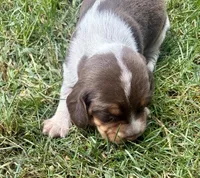 Mr Green, a male Beagle for sale in Breckenridge, MI – 6 of 7