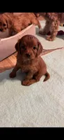 Jack, a male Cavapoo and Cavalier King Charles Spaniel for sale in Staten Island, NY – 5 of 6