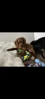 Jack, a male Cavapoo and Cavalier King Charles Spaniel for sale in Staten Island, NY – 4 of 6