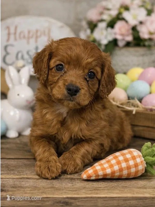 Jack – Cavapoo, Cavalier King Charles Spaniel puppy for sale in Staten Island, NY