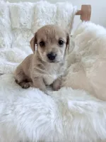Miranda, a female Dachshund and Maltese for sale in Riverside, CA – 2 of 4
