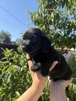 Liam, a male Dachshund and Maltese for sale in Riverside, CA – 2 of 4
