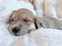 Leo, a male Dachshund and Maltese for sale in Riverside, CA – 2 of 3