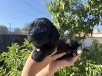 ily, a female Dachshund and Maltese for sale in Riverside, CA – 3 of 5