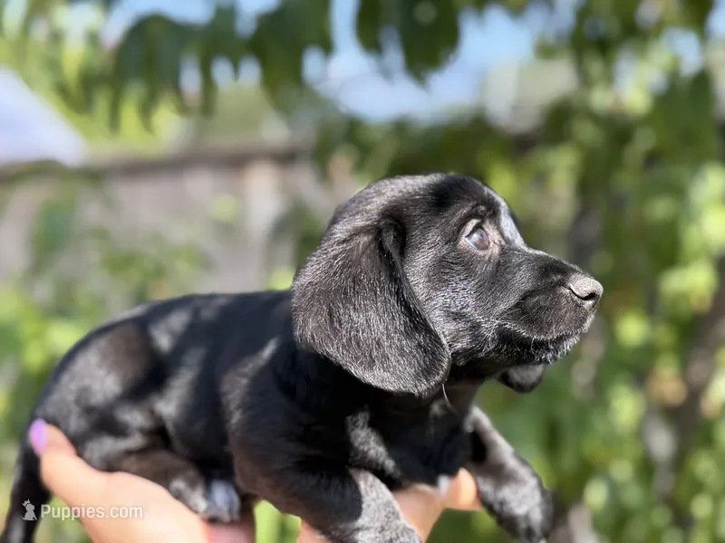 Liam – Dachshund, Maltese puppy for sale in Riverside, CA