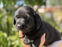 Liam, a male Dachshund and Maltese for sale in Riverside, CA – 4 of 4