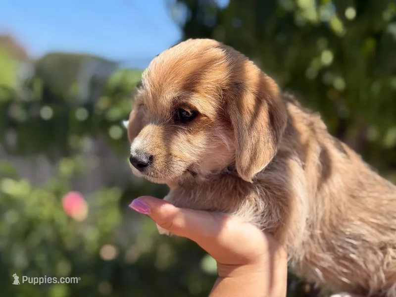 Leo – Dachshund, Maltese puppy for sale in Riverside, CA