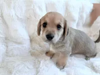 Izsak, a male Dachshund and Maltese for sale in Riverside, CA – 3 of 3