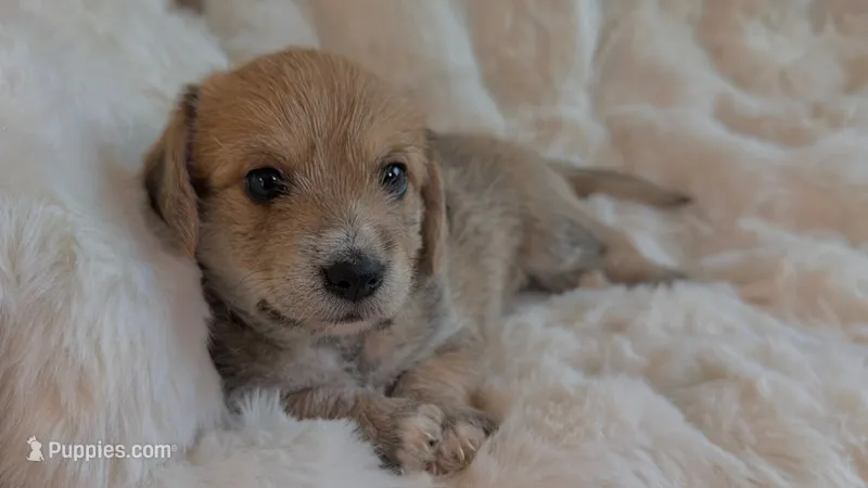 Leo – Dachshund, Maltese puppy for sale in Riverside, CA