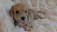Leo, a male Dachshund and Maltese for sale in Riverside, CA – 1 of 3
