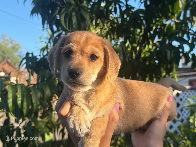Izsak – Dachshund, Maltese puppy for sale in Riverside, CA
