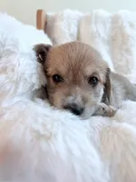 Leo, a male Dachshund and Maltese for sale in Riverside, CA – 3 of 3
