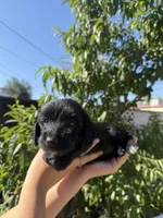 ily, a female Dachshund and Maltese for sale in Riverside, CA – 5 of 5