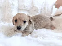 Miranda, a female Dachshund and Maltese for sale in Riverside, CA – 4 of 4