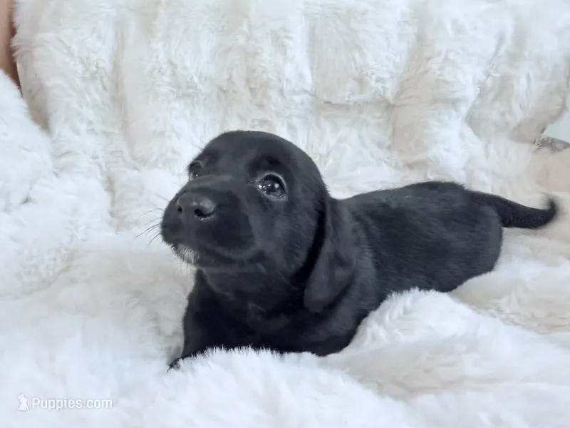 Liam – Dachshund, Maltese puppy for sale in Riverside, CA