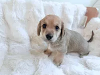 Izsak, a male Dachshund and Maltese for sale in Riverside, CA – 1 of 3