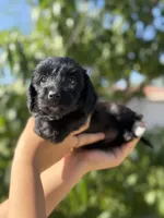 ily, a female Dachshund and Maltese for sale in Riverside, CA – 1 of 5