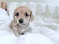 Miranda, a female Dachshund and Maltese for sale in Riverside, CA – 3 of 4