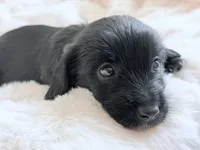 ily, a female Dachshund and Maltese for sale in Riverside, CA – 2 of 5