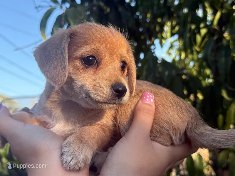 Miranda – Dachshund, Maltese puppy for sale in Riverside, CA