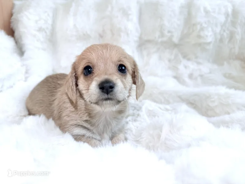 Miranda – Dachshund, Maltese puppy for sale in Riverside, CA