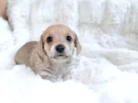Miranda, a female Dachshund and Maltese for sale in Riverside, CA – 1 of 4
