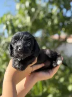 ily, a female Dachshund and Maltese for sale in Riverside, CA – 4 of 5