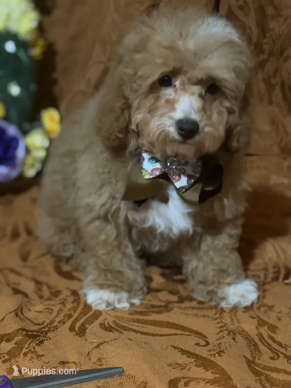 Danny, a male Bichon Frise for sale in Uniontown, OH – Photo 1 of 1