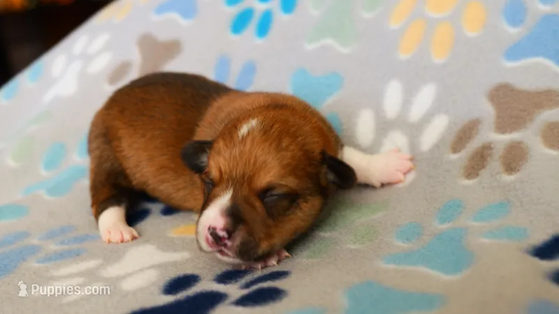 Bagel, a male Pembroke Welsh Corgi for sale in Tehachapi, CA – Photo 1 of 1