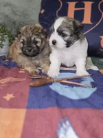 Harry, a male Shichon for sale in Kirkland, WA – 8 of 8