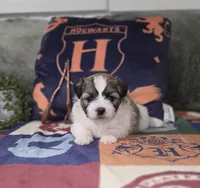 Harry, a male Shichon for sale in Kirkland, WA – 4 of 8